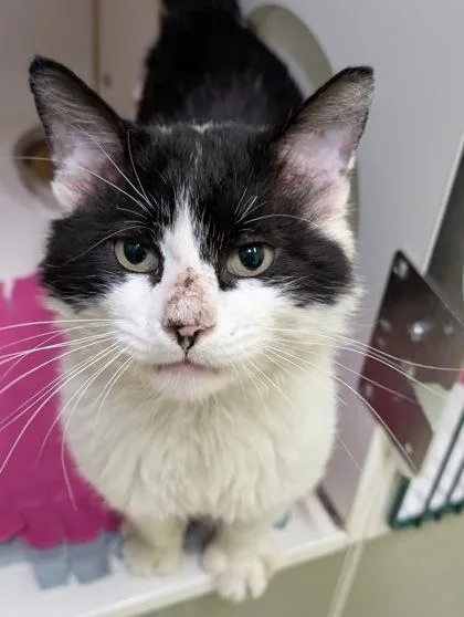 An adult small-sized male Domestic Medium Hair cat named Gordo for adoption in Mansfield, TX