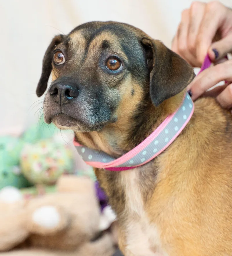 Sweet Salem thumbnail 4