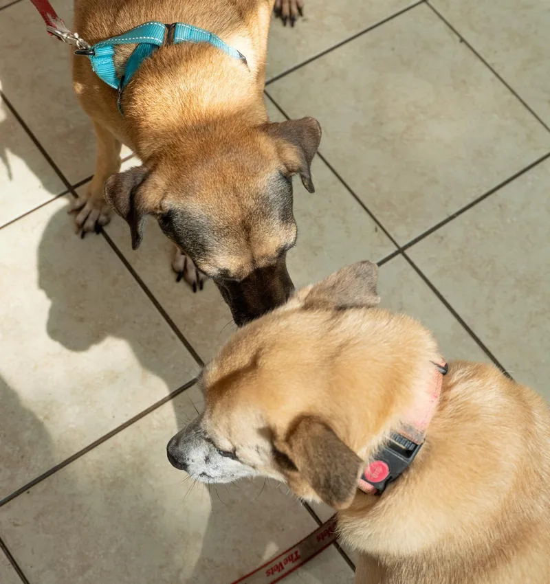 Sweet Salem thumbnail 5