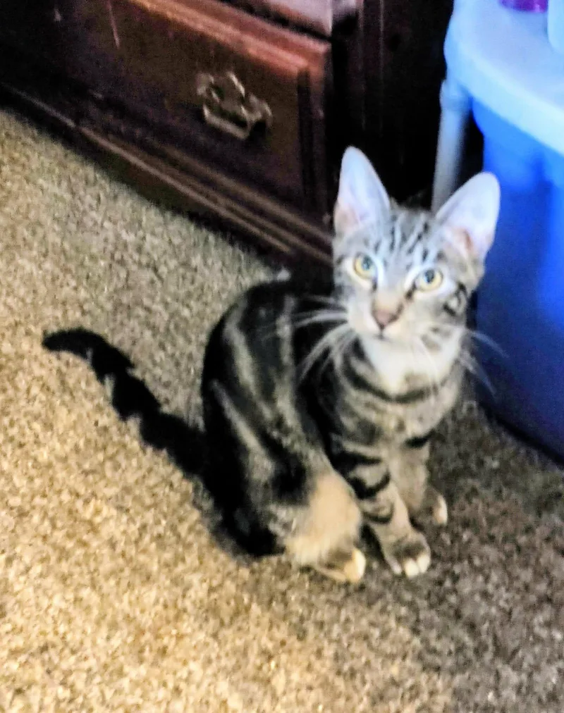A baby medium-sized male Tabby (Buff / Tan / Fawn) Domestic Short Hair cat named Filius Flitwick & Remus for adoption in Woodstock, CT