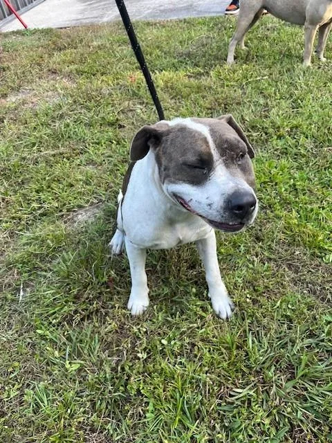 A young large-sized male American Bulldog dog named Atlas for adoption in Miami, FL