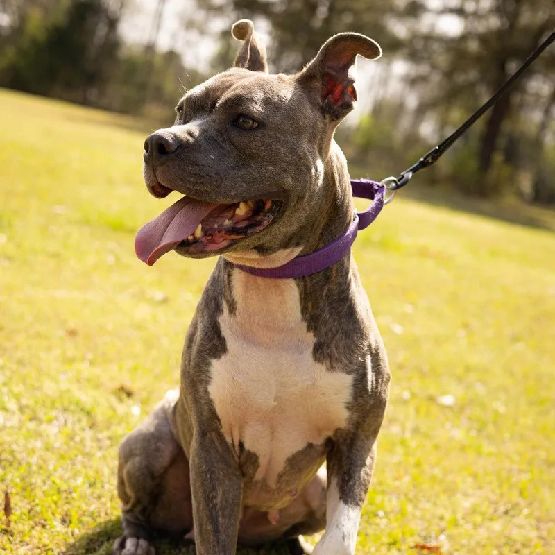 An adult medium-sized female Brindle Pit Bull Terrier dog named Helen for adoption in Covington, GA