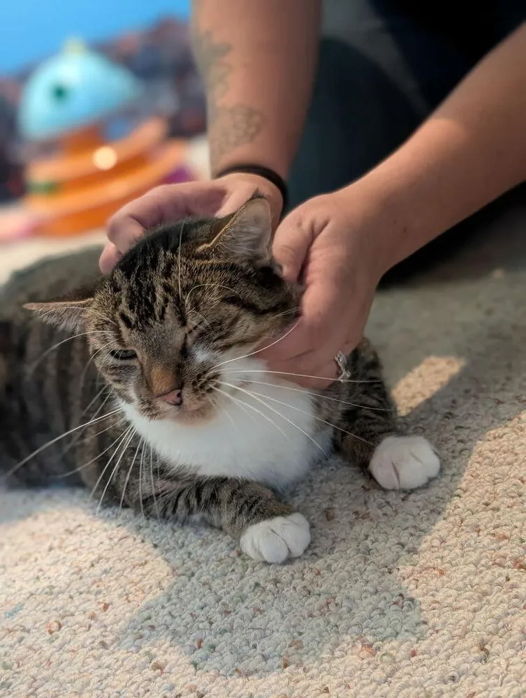 An adult medium-sized female Black & White / Tuxedo Domestic Short Hair cat named Teddi for adoption in Clinton Township, MI