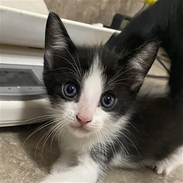 A baby small-sized male Domestic Short Hair cat named Figaro for adoption in Santa Maria, CA