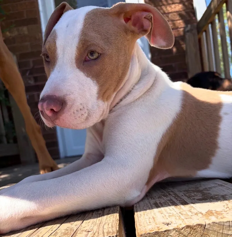 A baby medium-sized male Mixed Breed dog named Baxter for adoption in Pleasant Ridge, MI