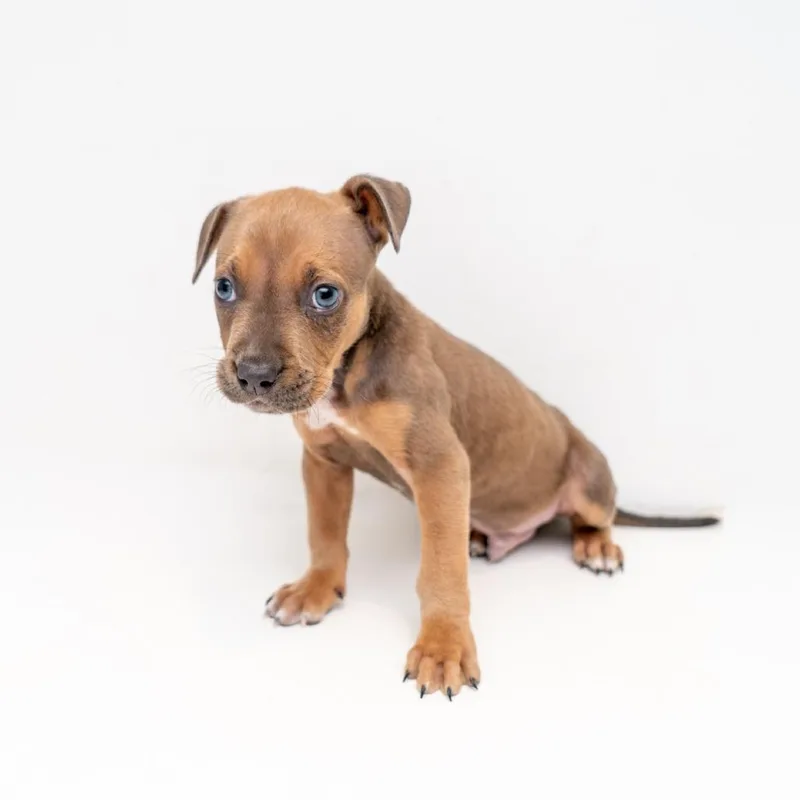 A baby small-sized male Brown / Chocolate Hound dog named Riot for adoption in New York, NY