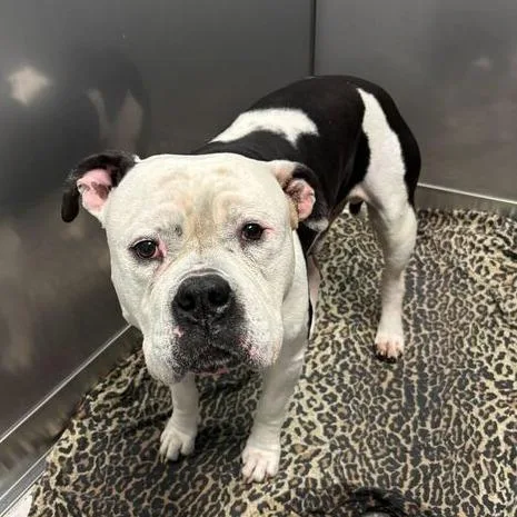 An adult large-sized male White / Cream Mixed Breed dog named Kilometer for adoption in Davenport, IA