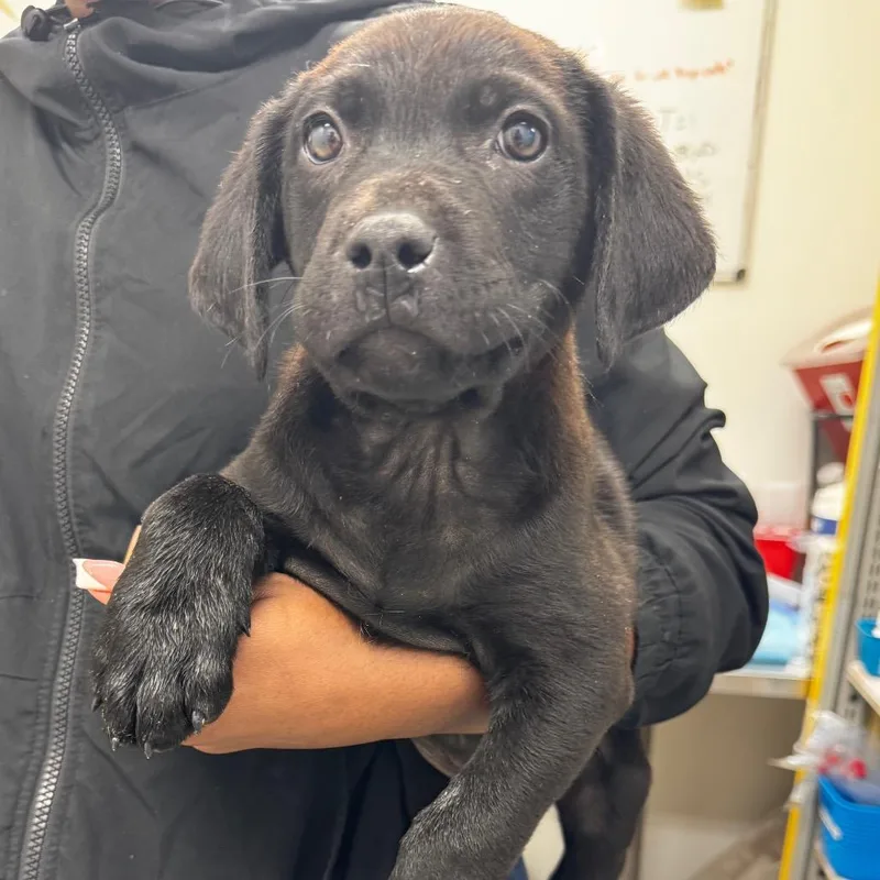 Daequan Wright thumbnail 2