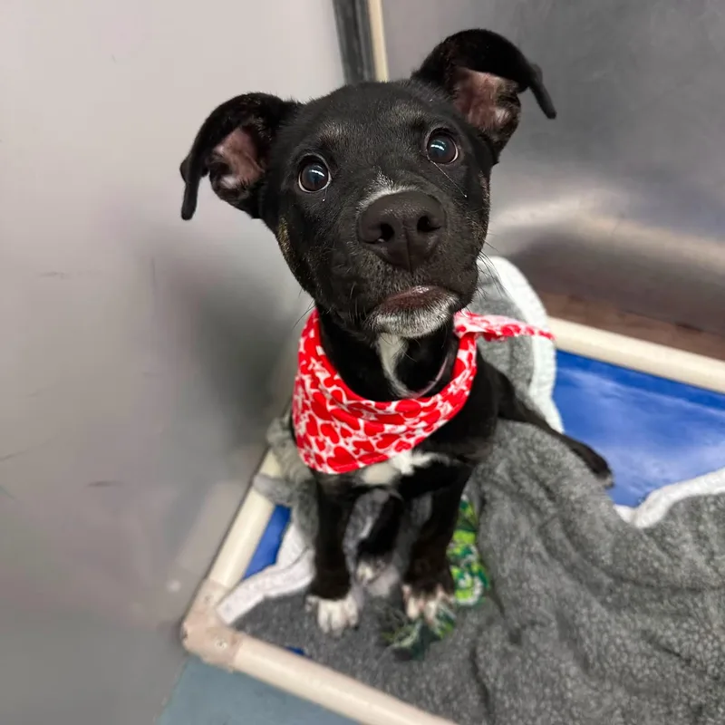 A baby medium-sized female Black Mixed Breed dog named Pixie for adoption in fennville, MI