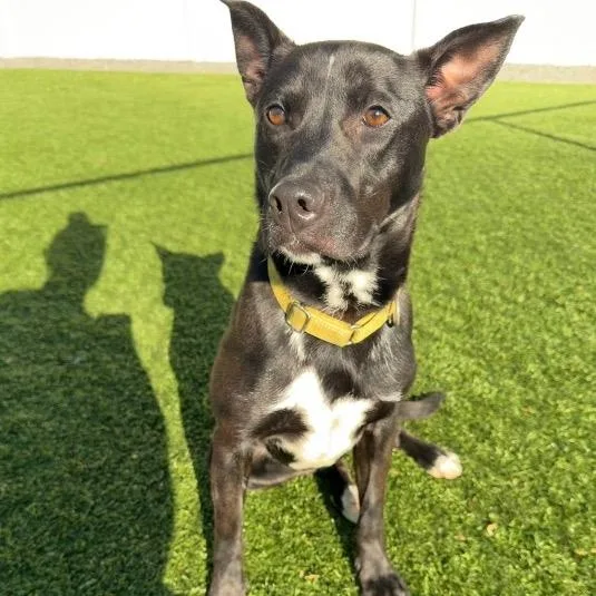 A young medium-sized male Black Mixed Breed dog named Tux for adoption in Cranston, RI
