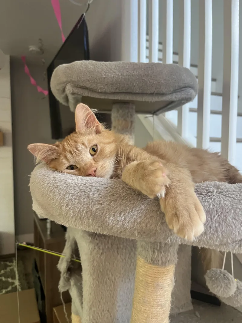 Bing Bong thumbnail 3