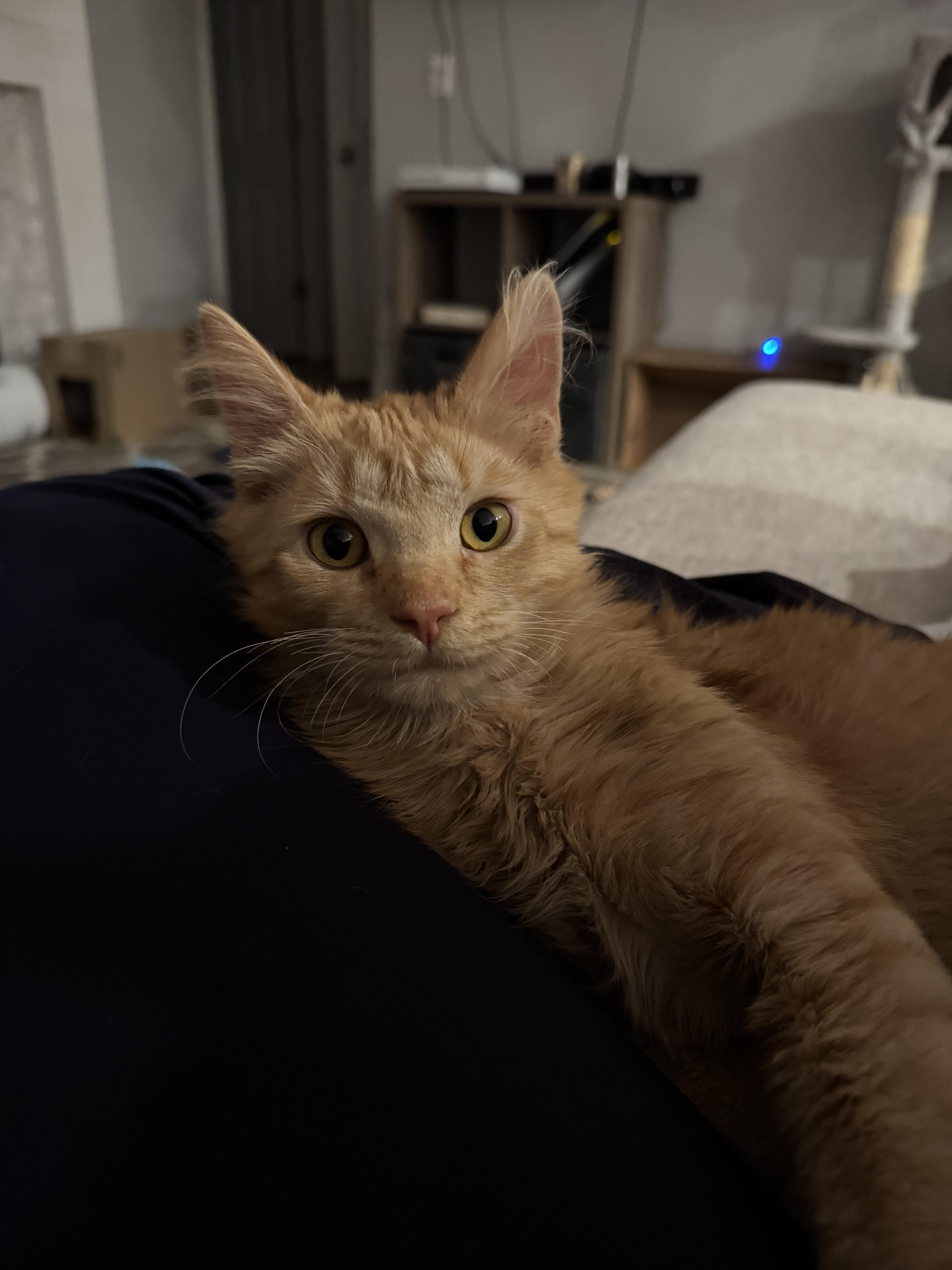 A baby medium-sized male Tabby (Orange / Red) Domestic Medium Hair cat named Bing Bong for adoption in Davis, CA