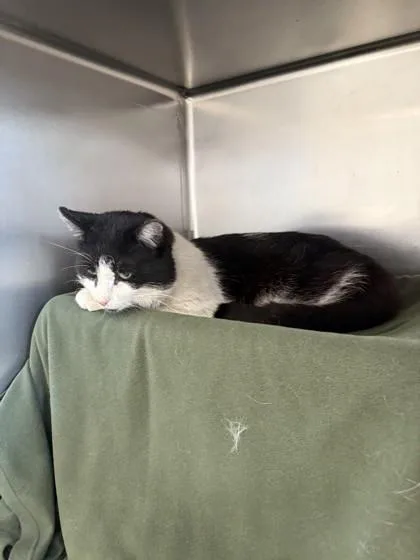 An adult small-sized male Domestic Short Hair cat named Noodles for adoption in Scotia, NY