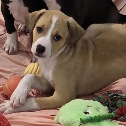 A young medium-sized female Mixed Breed dog named Roxy for adoption in Lansing, MI