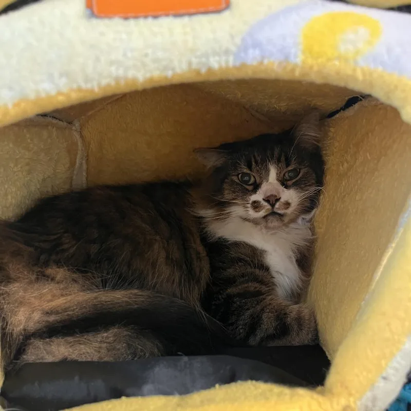 A senior medium-sized male Domestic Long Hair cat named Tucker for adoption in South Haven, MI