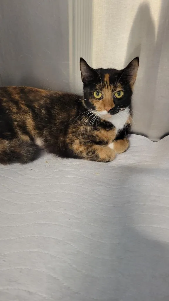 A young large-sized female Tortoiseshell cat named Rosie for adoption in Metter, GA
