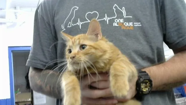 A baby small-sized female Domestic Short Hair cat named Naranja for adoption in Albuquerque, NM