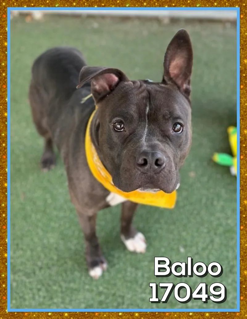 Baloo thumbnail 2