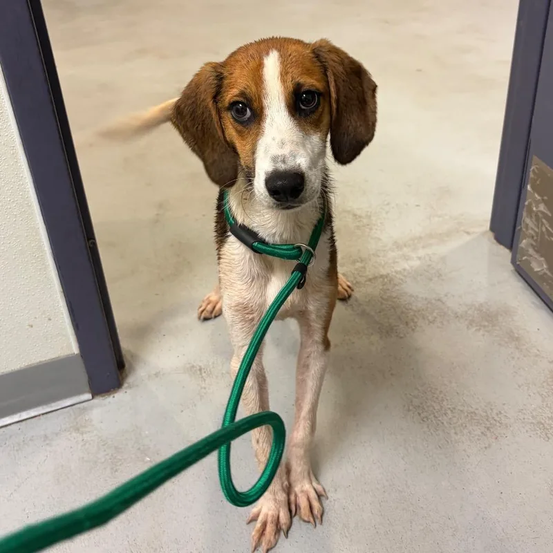 A young medium-sized male Brown / Chocolate Hound dog named Bob Ross for adoption in Charlottesville, VA