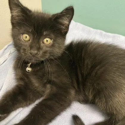 A baby small-sized male Domestic Short Hair cat named Jaden for adoption in Janesville, WI