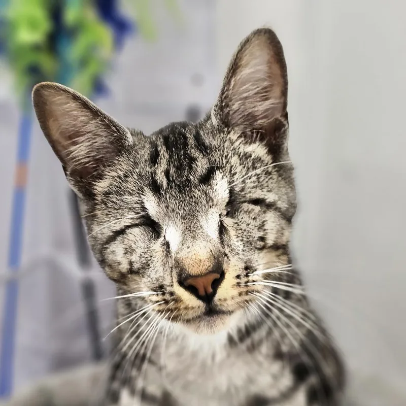 A young medium-sized male Domestic Short Hair cat named Keanu for adoption in Cumming, GA