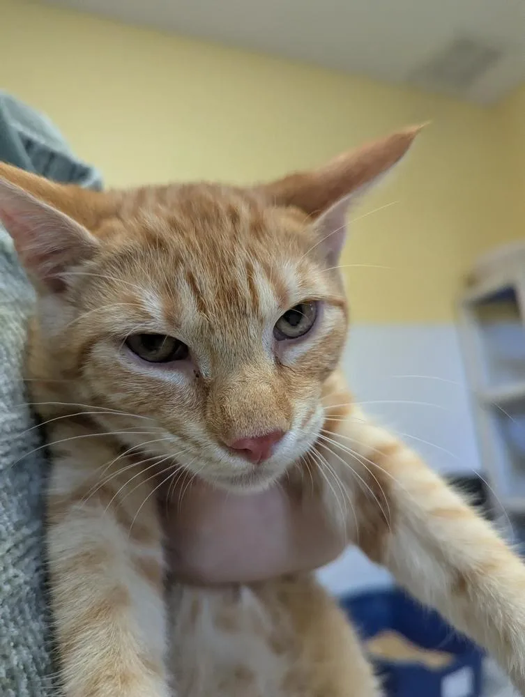 A baby small-sized male Domestic Short Hair cat named Dominic for adoption in Fort Walton Beach, FL
