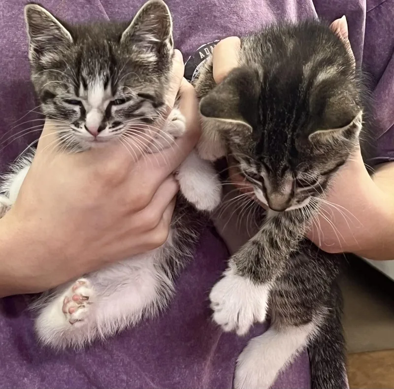 A baby medium-sized male Gray / Blue / Silver American Shorthair cat named Felix for adoption in Cary, NC