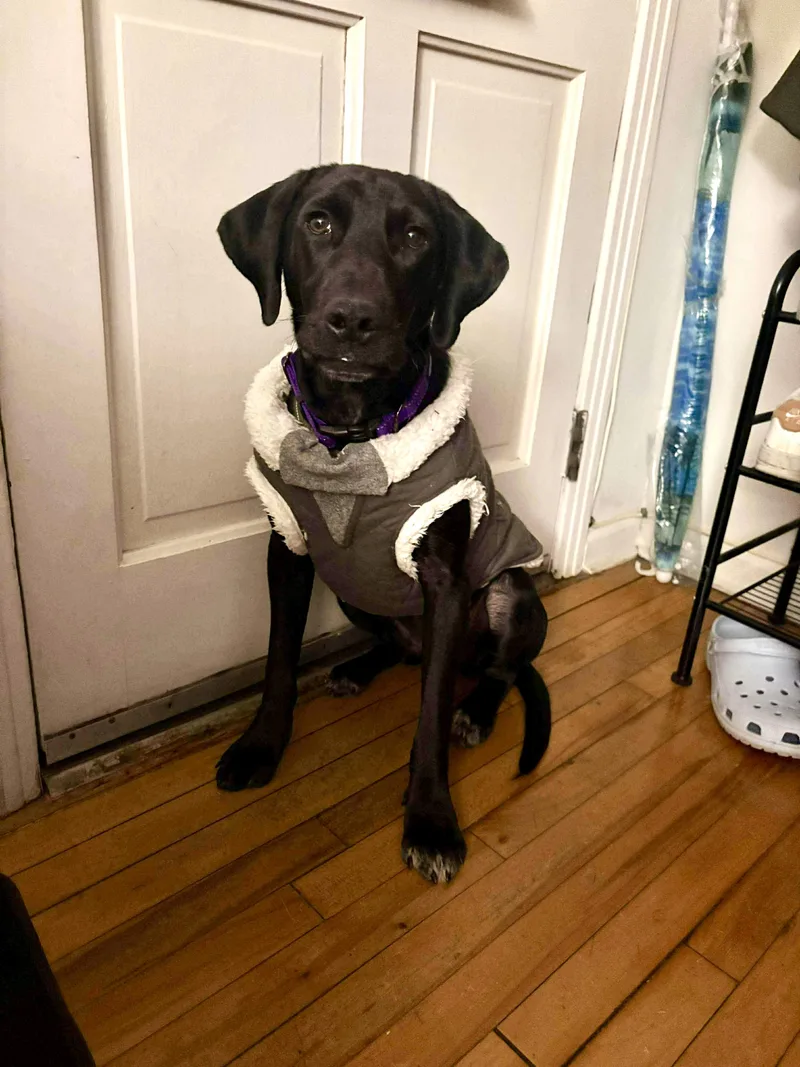 An adult medium-sized male Black Labrador Retriever dog named Nico for adoption in Westwood, NJ
