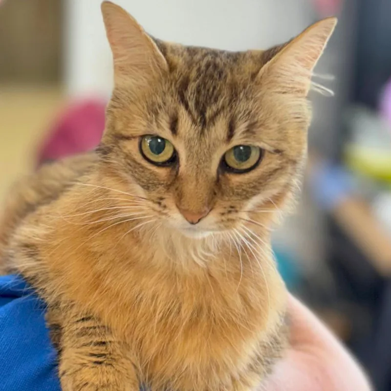 An adult medium-sized female Domestic Medium Hair cat named Golden for adoption in Pasco, WA