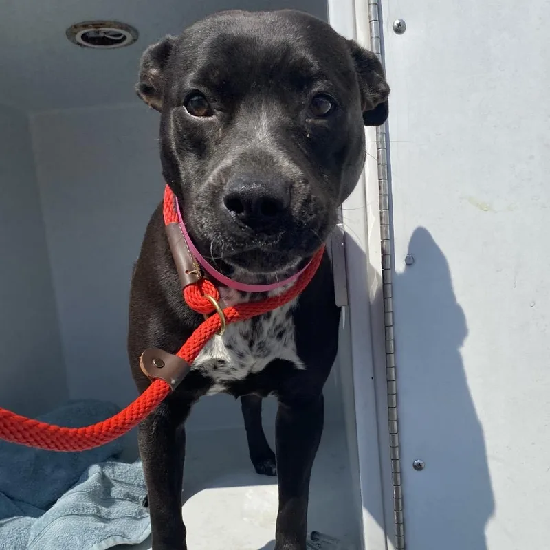 An adult medium-sized female Black Mixed Breed dog named Pinto Bean for adoption in Chattanooga, TN