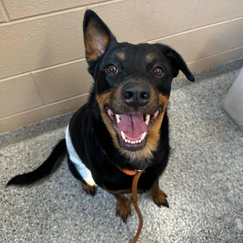 An adult medium-sized male Black Rottweiler dog named Flip Flop for adoption in Dayton, OH