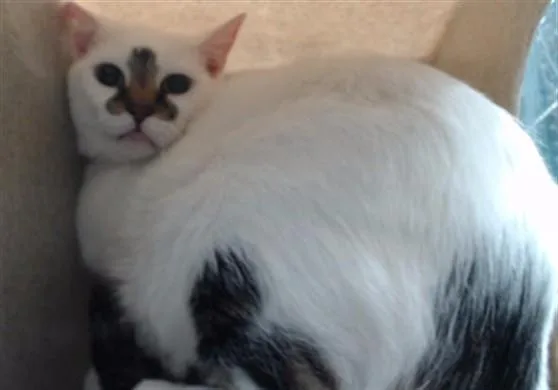 A senior medium-sized male Domestic Short Hair cat named Lt. Worf for adoption in Downey, CA