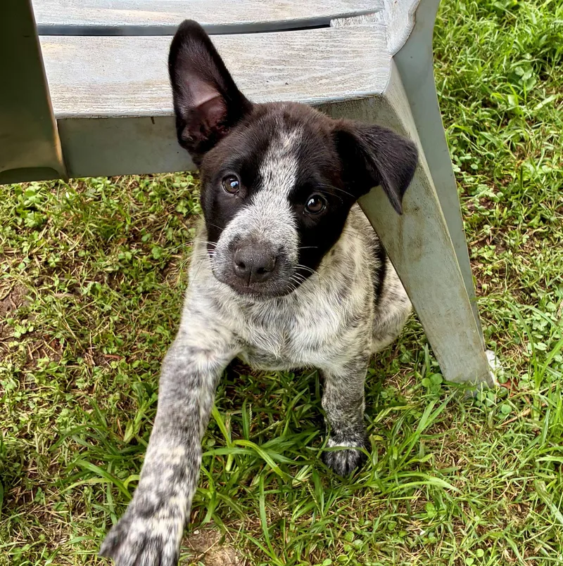 A baby medium-sized female White / Cream Cattle Dog dog named Sugar Cube for adoption in Albany, NY