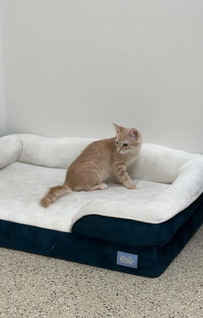 A baby small-sized male Domestic Short Hair cat named Ravioli for adoption in Newberg, OR