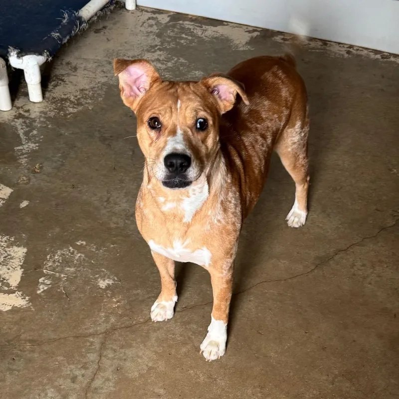 An adult medium-sized female Red / Chestnut / Orange Cattle Dog dog named Gilly for adoption in Brownsboro, AL