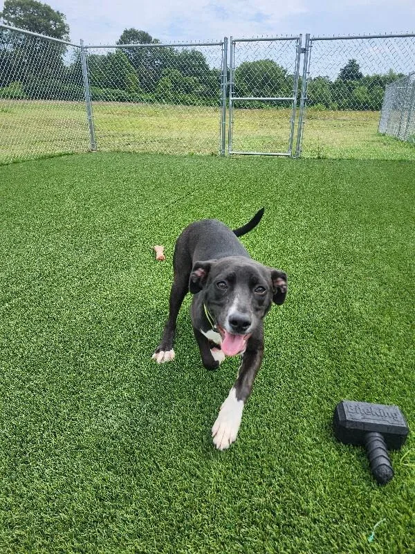 A young medium-sized female Black Mixed Breed dog named Moonie for adoption in Jackson, TN