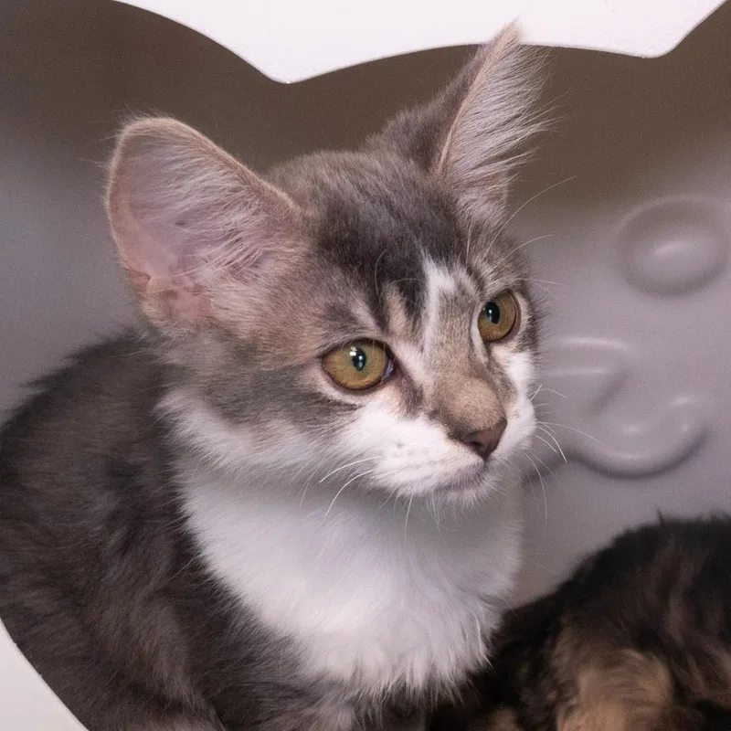 A baby medium-sized female Domestic Short Hair cat named Ms. Whiteypants for adoption in Shoreline, WA