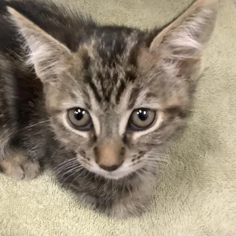 A baby small-sized female Torbie Domestic Short Hair cat named Kayak for adoption in Redwood City, CA