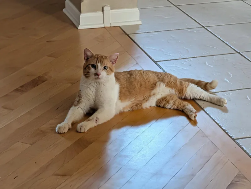 An adult medium-sized male Orange & White Domestic Short Hair cat named Charles for adoption in Wheaton, IL