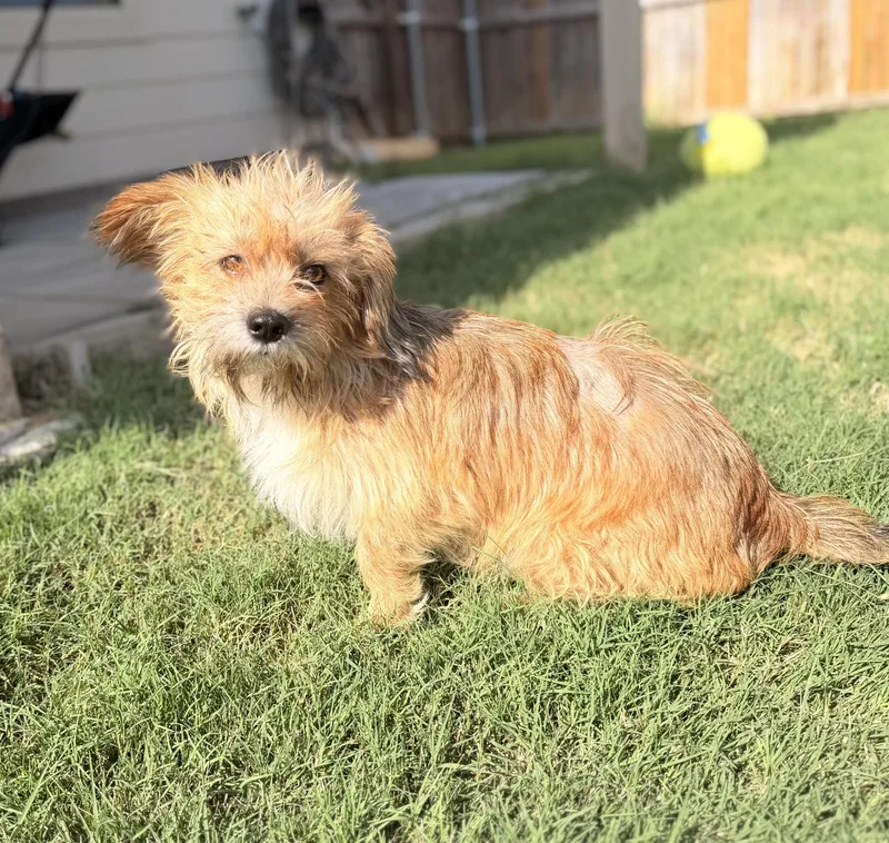 A young small-sized male White / Cream Lhasa Apso dog named Dax for adoption in Coppell, TX