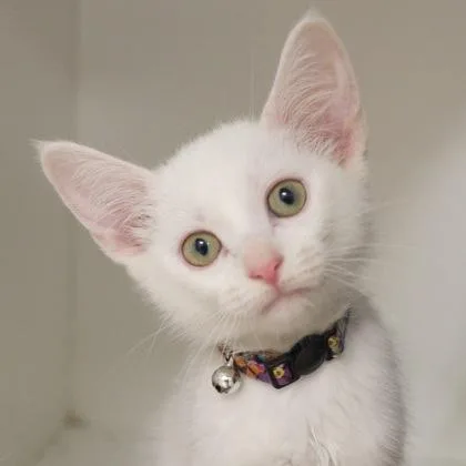 A baby small-sized female Domestic Medium Hair cat named Smiley Miley for adoption in Verona, WI