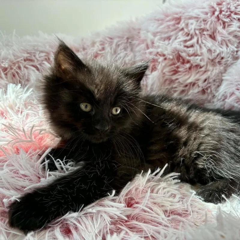 A baby medium-sized female Black Domestic Long Hair cat named Poe for adoption in Hawley, PA