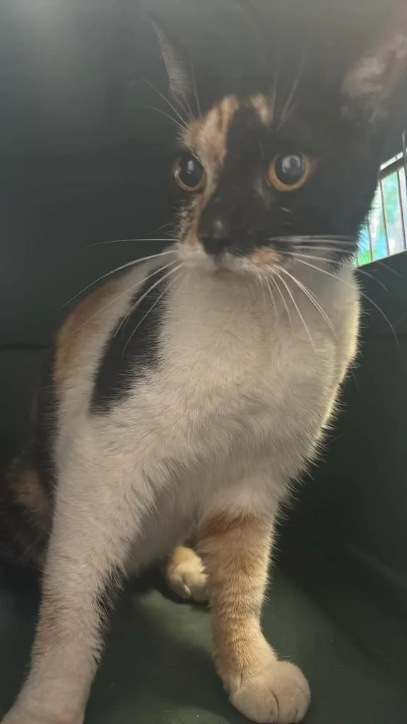 A baby small-sized female Calico cat named Salvos for adoption in New Braunfels, TX