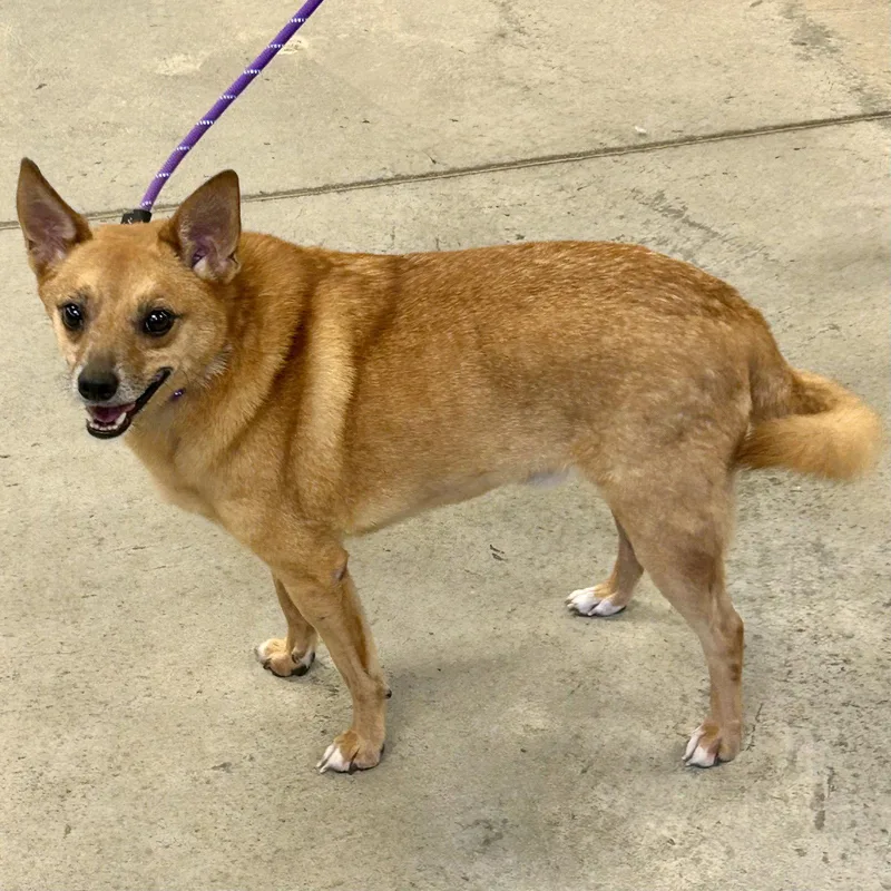 An adult small-sized male Finnish Spitz dog named Flagg for adoption in Norwood, OH