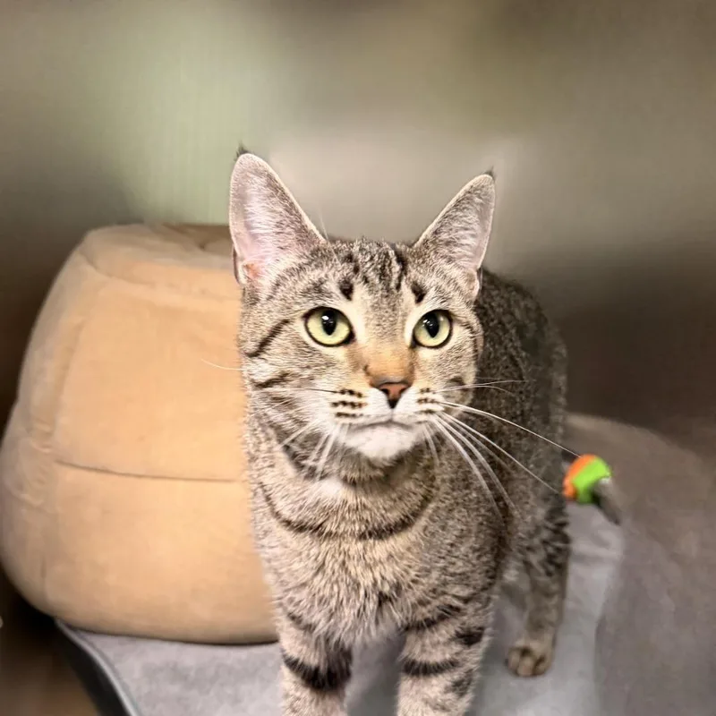 An adult small-sized female Domestic Short Hair cat named Atomic for adoption in State College, PA