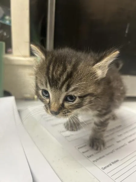 A baby small-sized male Domestic Short Hair cat named Sebastien for adoption in Cleveland, TN