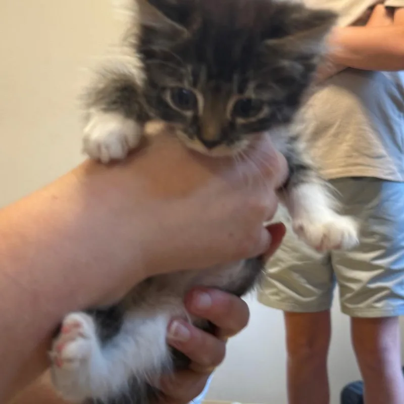 A baby small-sized male Domestic Medium Hair cat named Stormi for adoption in Pasadena , MD