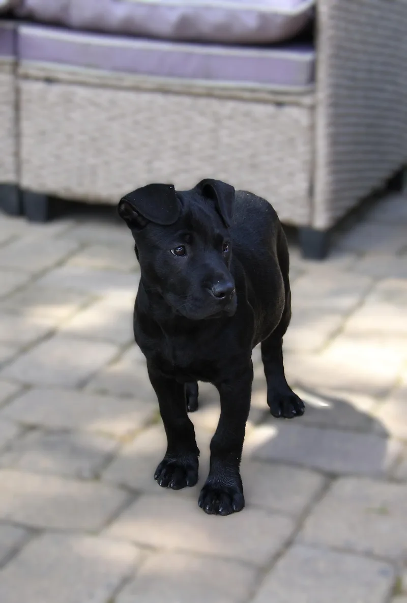 A baby medium-sized male Black Labrador Retriever dog named Cage for adoption in Monroe, NC