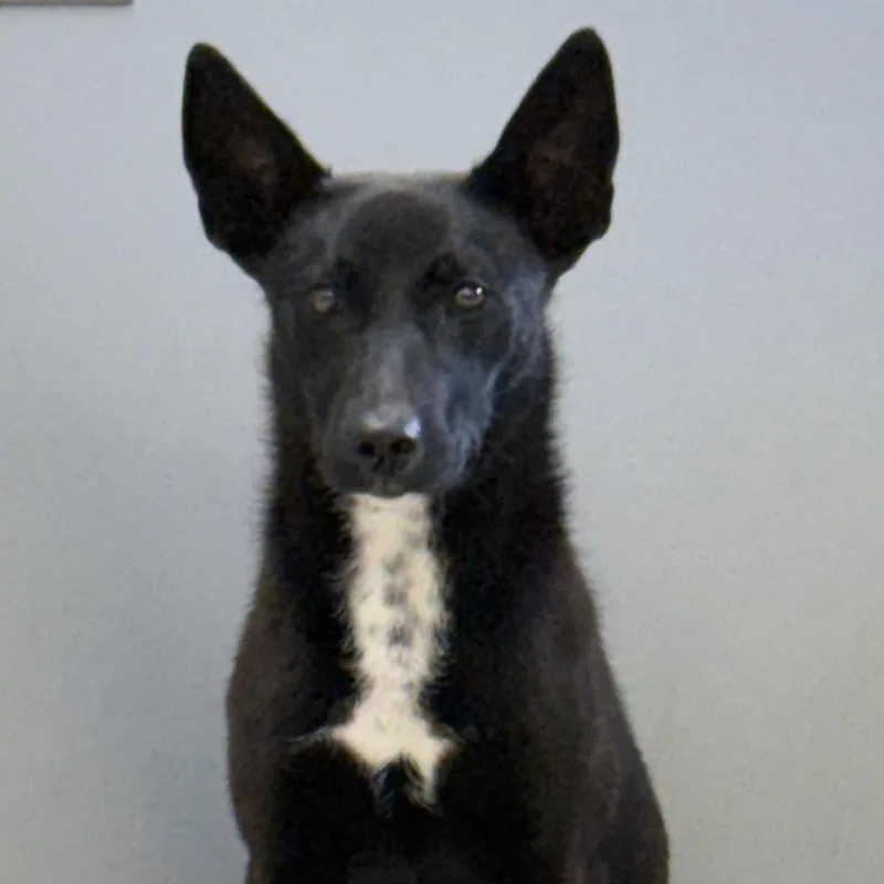 A young medium-sized female Black Australian Kelpie dog named Maddie for adoption in Jacksonville, AR
