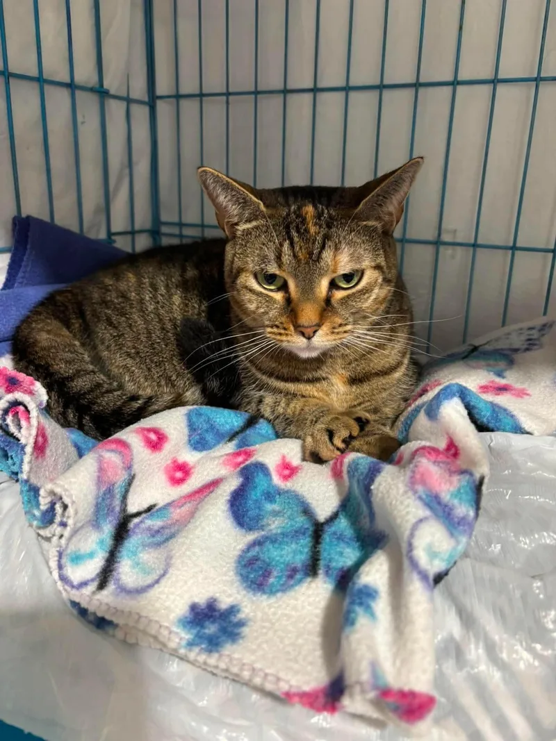 An adult extra large-sized female Domestic Short Hair cat named Basil for adoption in Spring Hill, FL